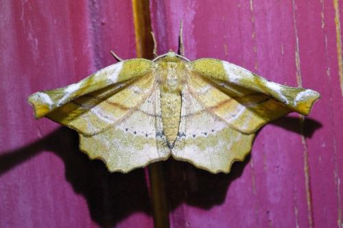 Apeira syringaria
